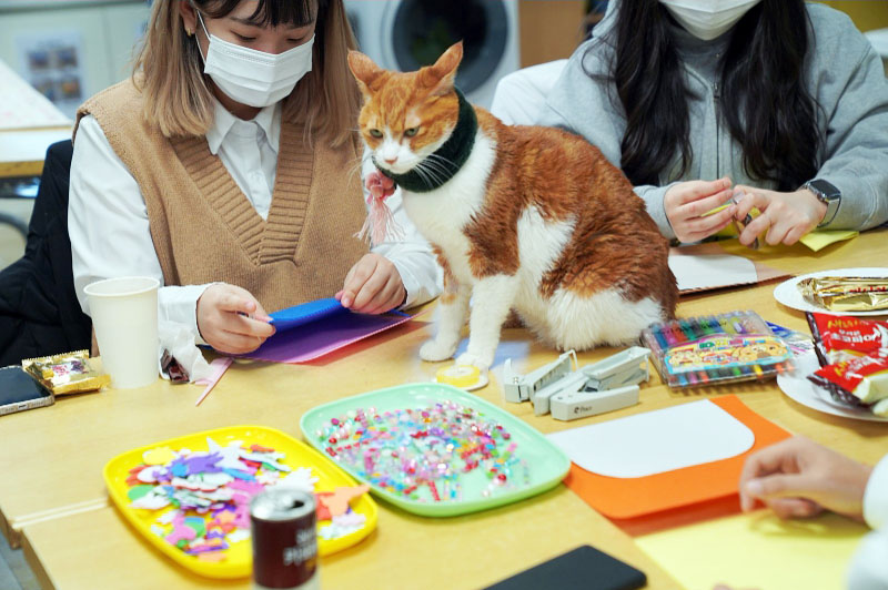한경대학교 재학생들이 탁자 위에 있는 고양이 주변에 앉아 고양이 소품을 제작하고 있다.
