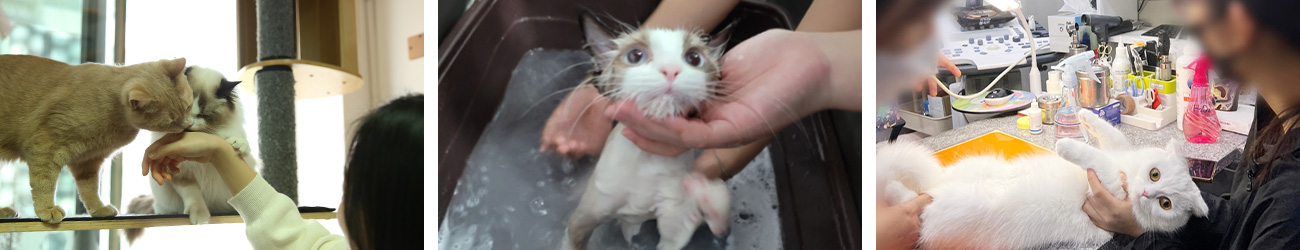 국내 유일 고양이 전문 전공 운영