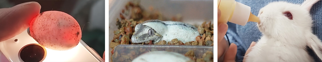 희귀종 사육 및 번식